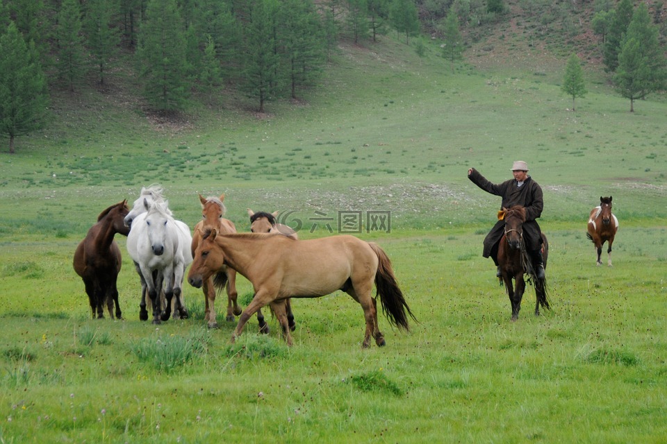 蒙古,游牧人,马
