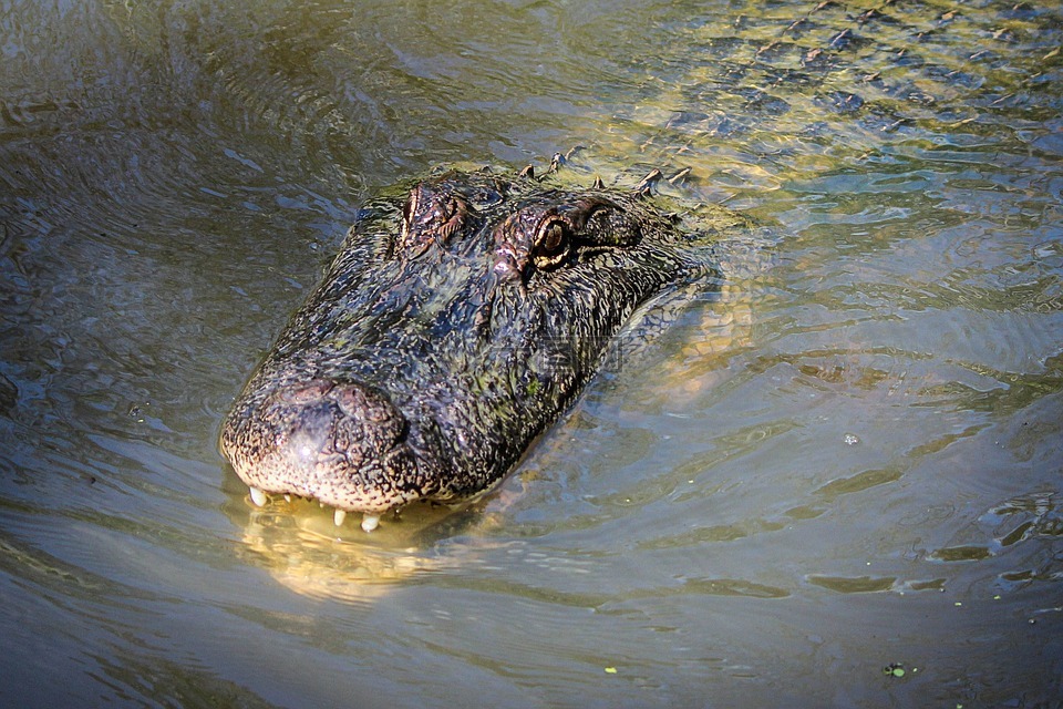 鳄鱼,美洲短吻鳄,gator