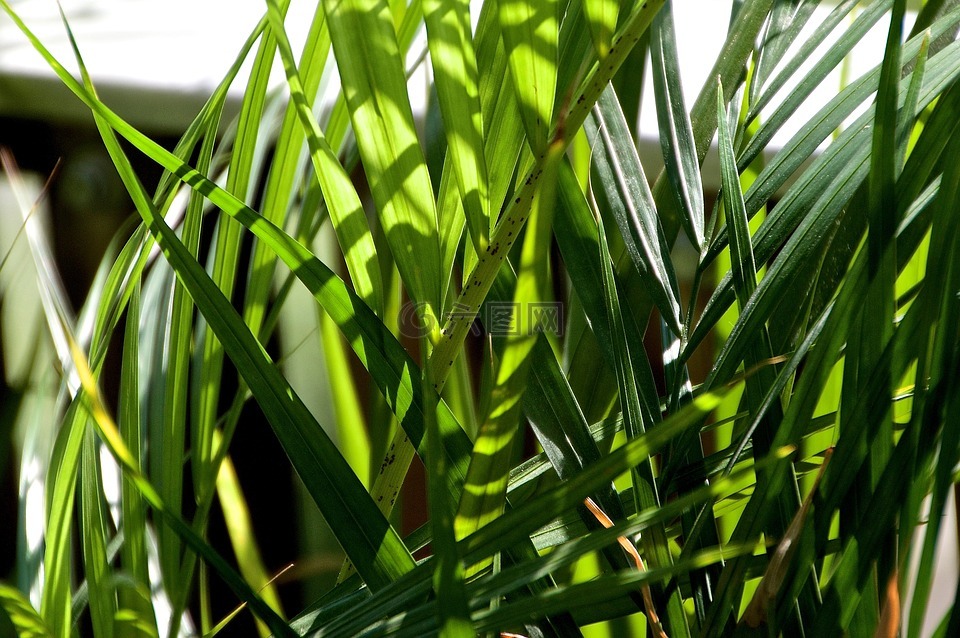 棕櫚棕櫚葉陽臺植物