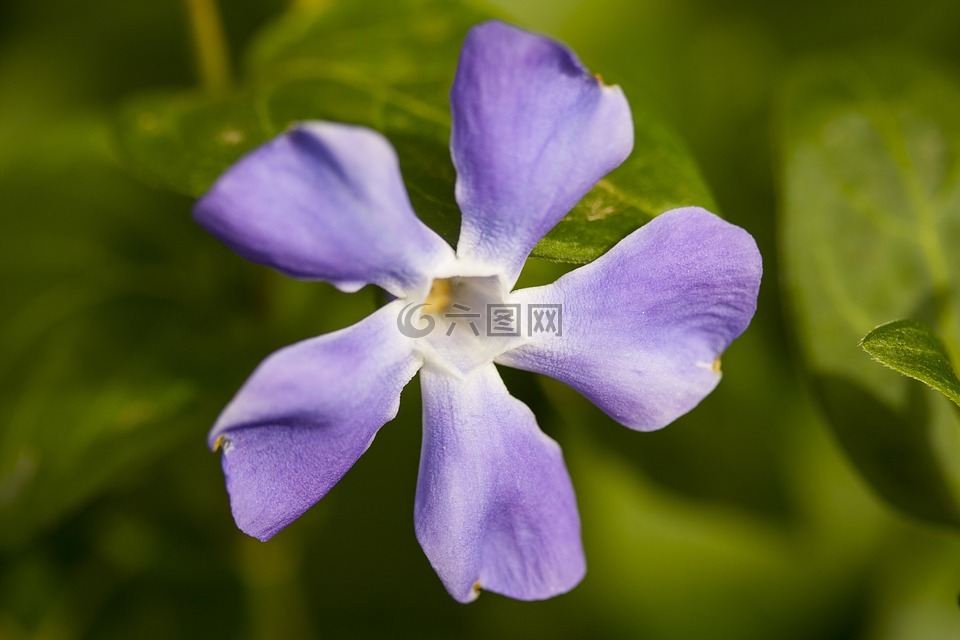 花卉,紫色,植物