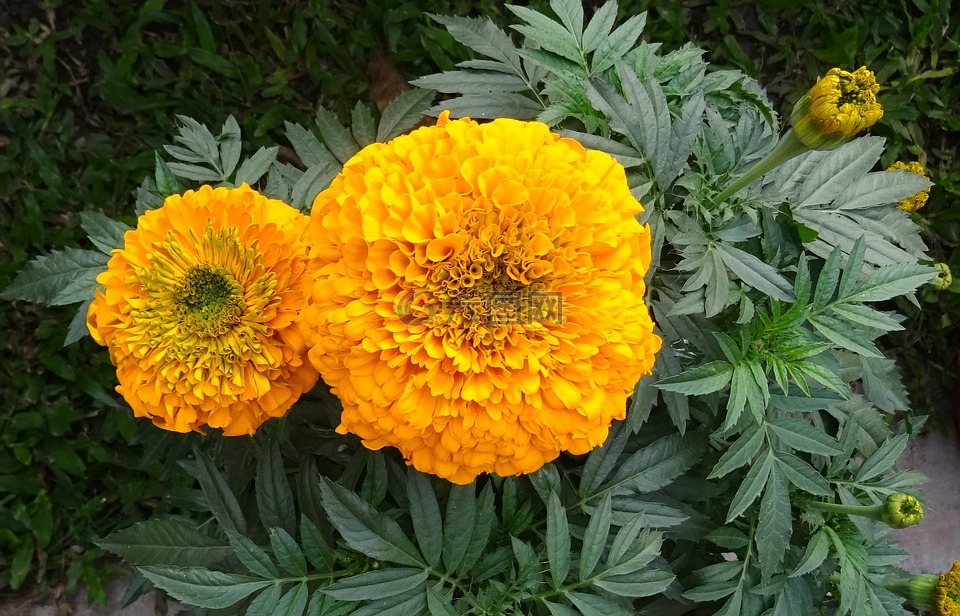 万寿菊,花,黄色