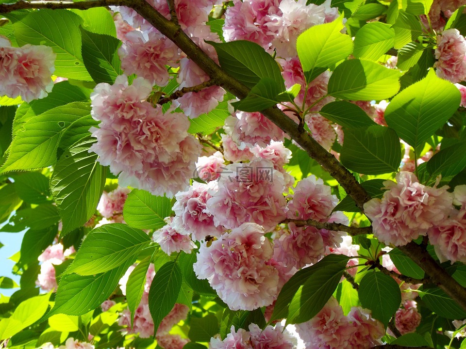 樱桃树,花,鲜花