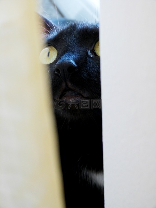 猫,让我进去,可爱