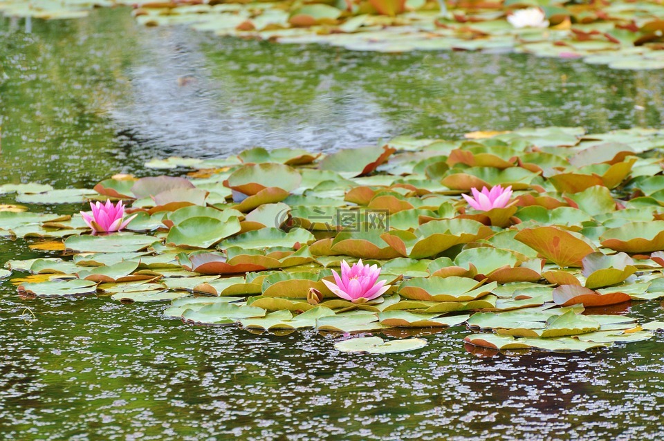 睡莲,荷花池,湖玫瑰