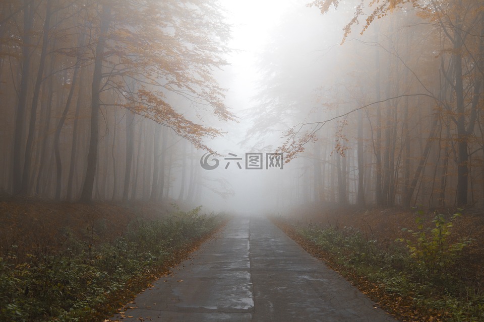 秋,森林,薄雾