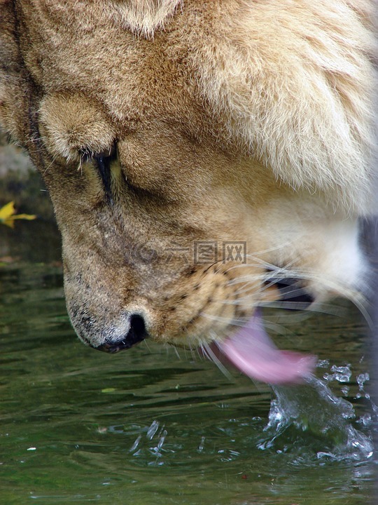 狮子,酒,水