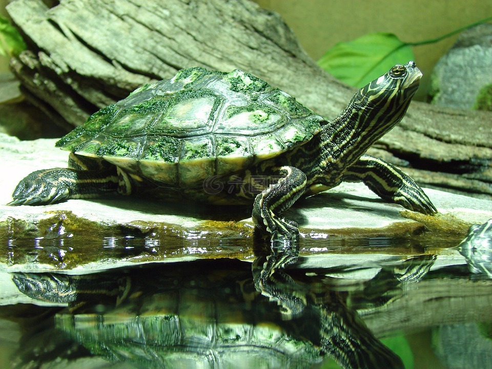 龟,上水,水龟