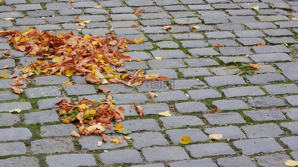 落叶在人行道上,秋天的落叶,橙树叶