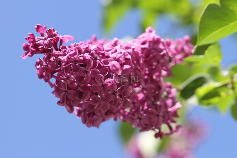 紫丁香,观赏灌木,鲜花