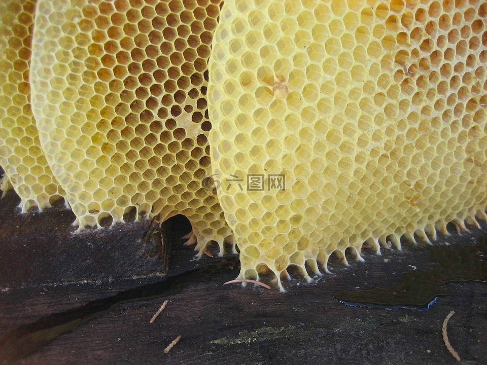 蜂蜜,蜂窝,蜜蜂