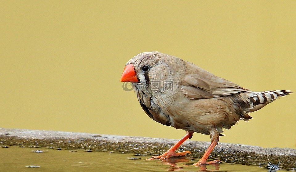 斑胸草雀,鸟,红嘴
