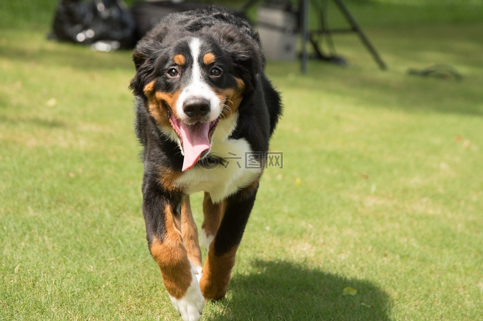 动物,狗,伯恩山犬