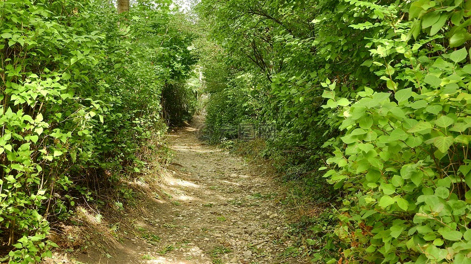 路径穿过树林,路径在灌木丛中,路径