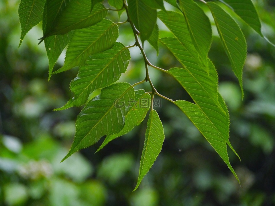 樱花樱桃叶