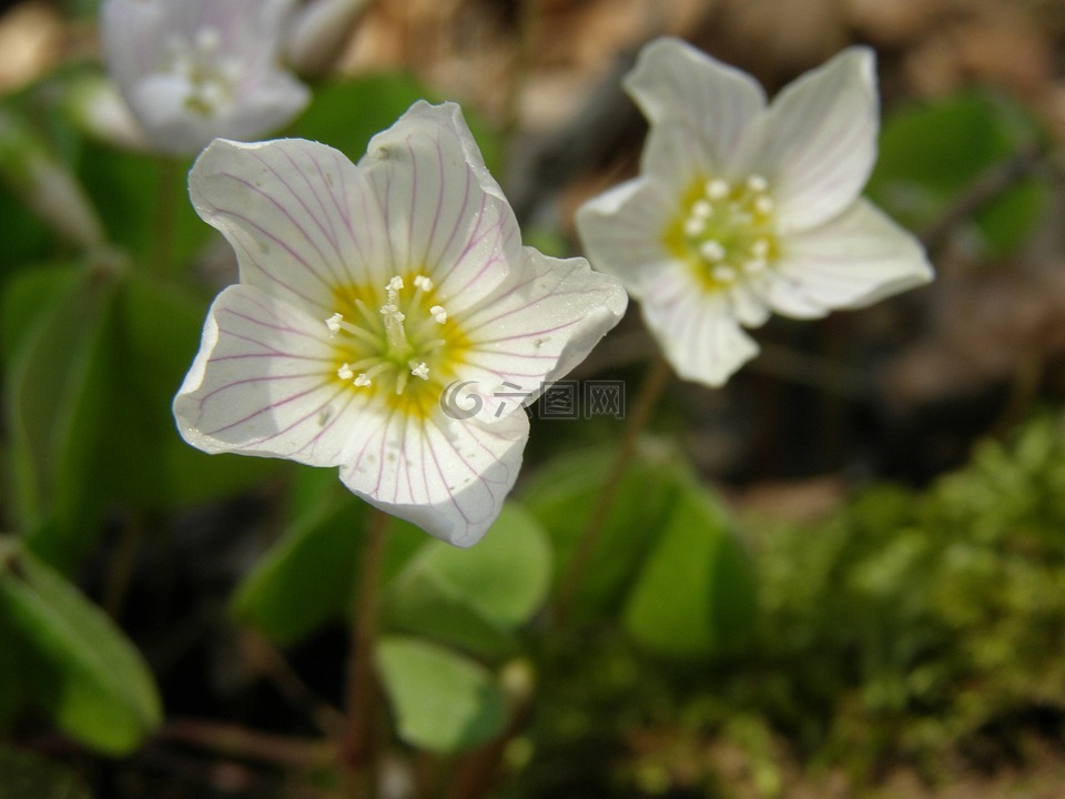 红褐色,紫叶酢浆草 acetosella,性质