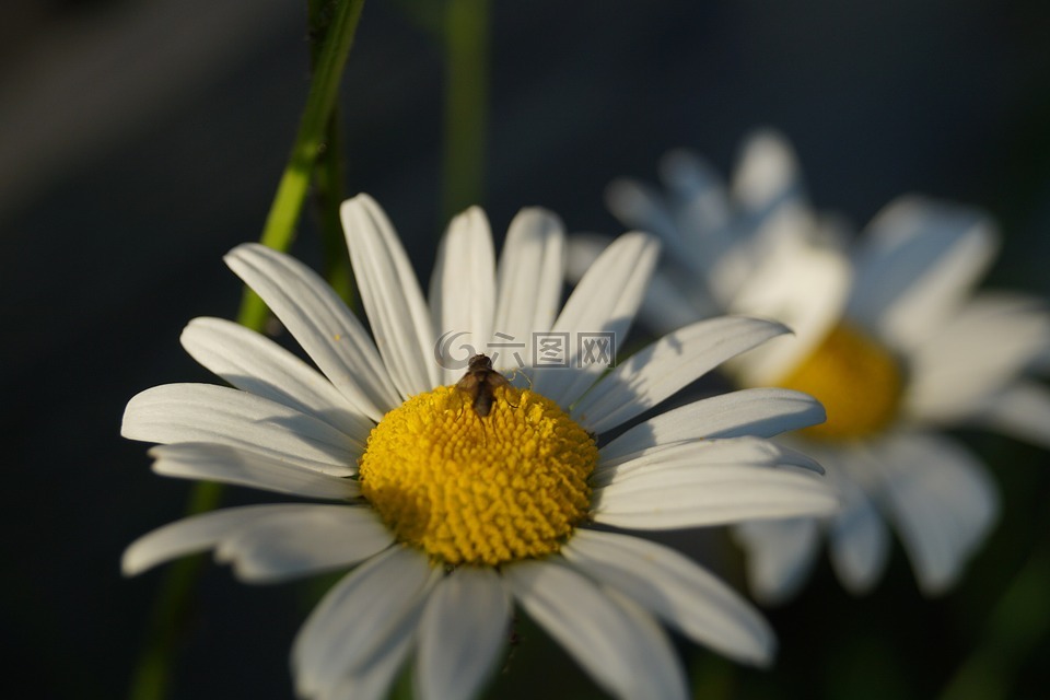 关键词 fotomontáž,昆虫,花