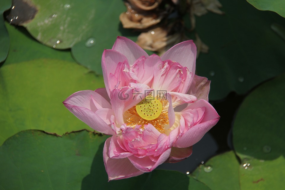 water lily,plant,scenery