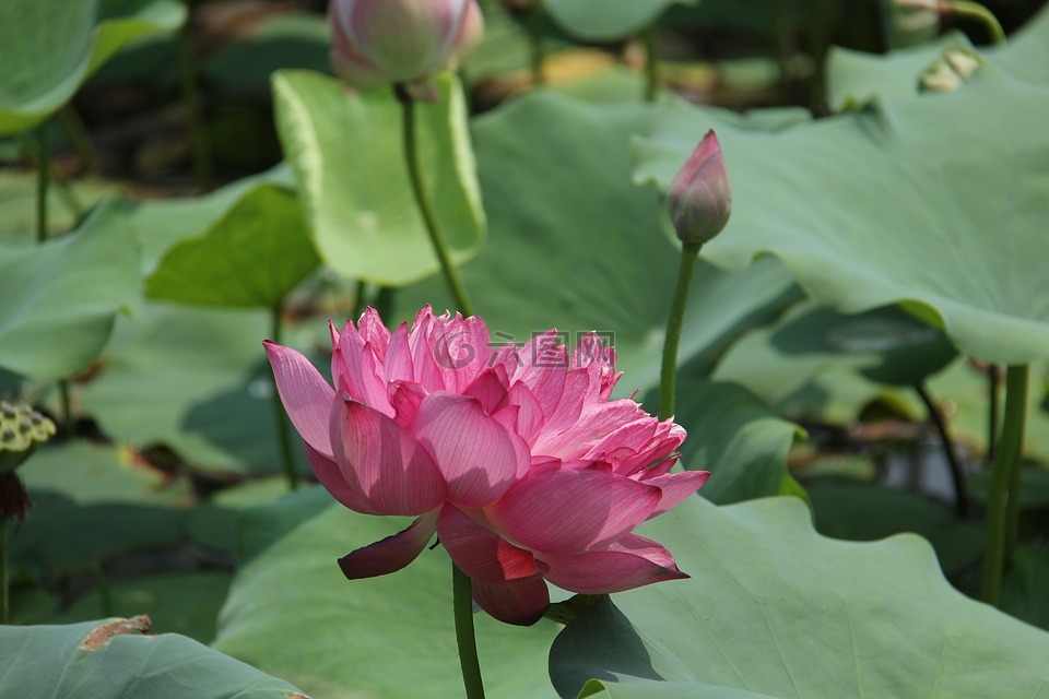 water lily,plant,scenery