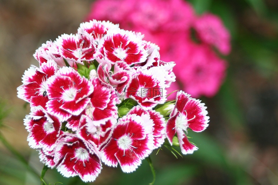克朗康乃馨,红白色的康乃馨,香石竹花