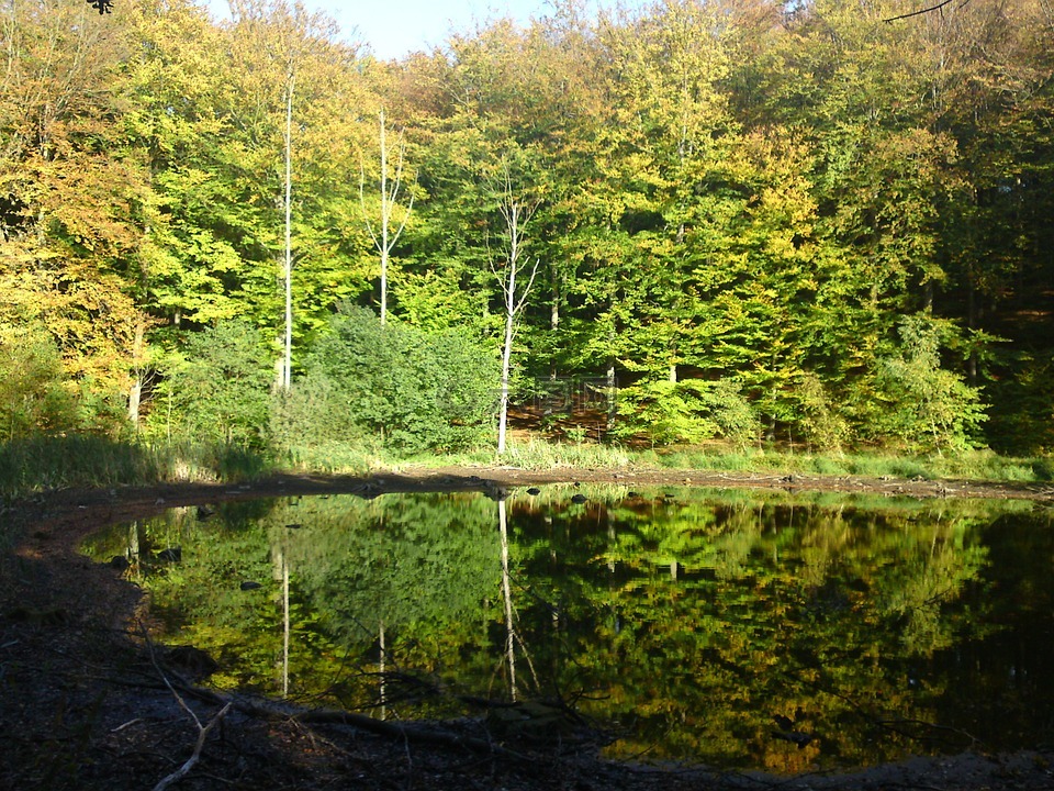 森林湖,湖,镜像