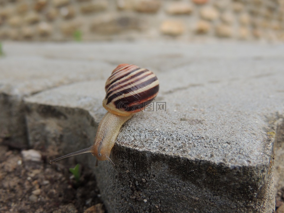 蜗牛,海螺,铺路