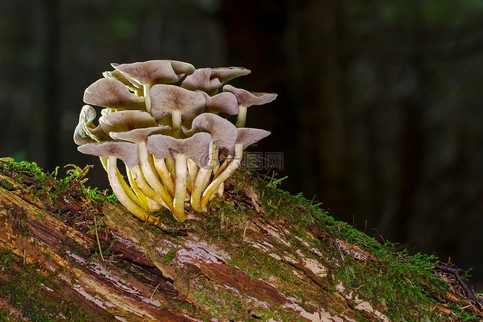 蘑菇,滑菇,树桩
