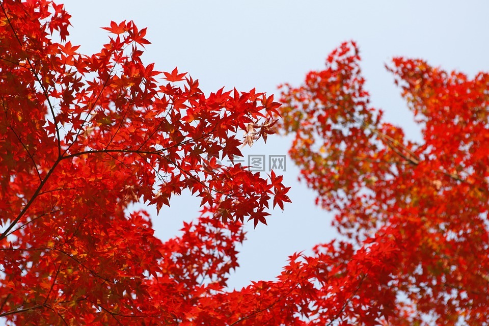 秋,秋天的树叶,秋天
