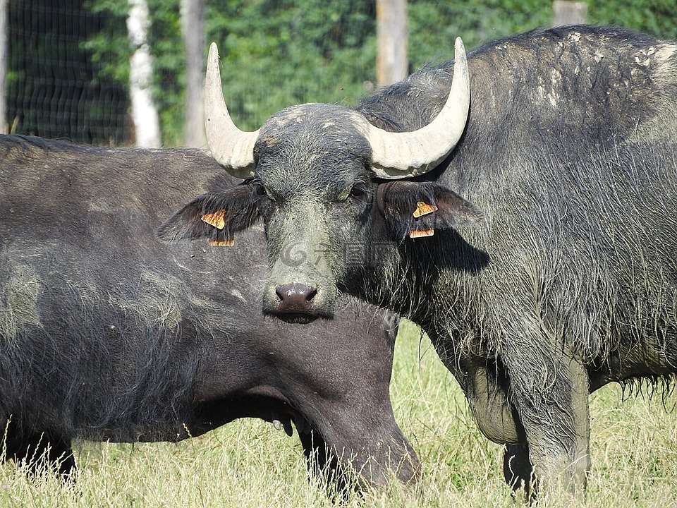 水牛,非洲水牛,野生动物