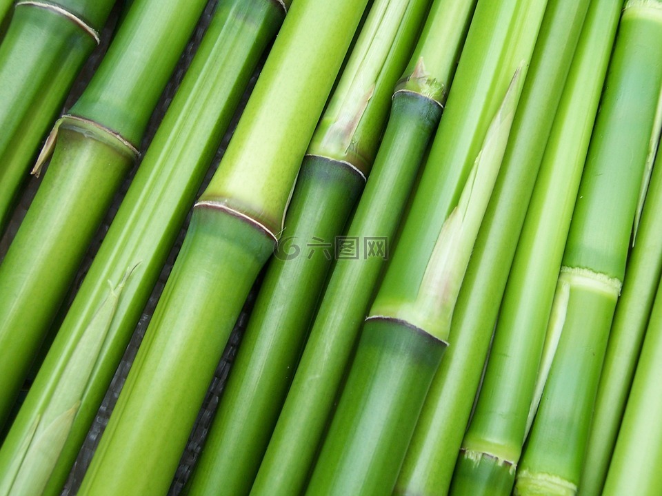 竹,绿色,植物