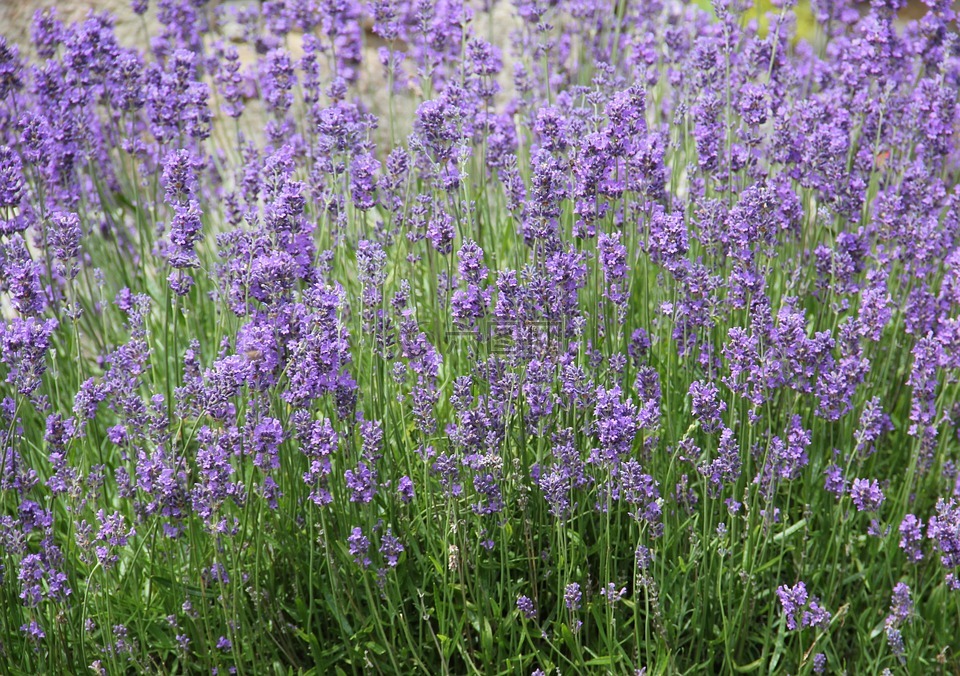 熏衣草,紫,熏衣草床上用品