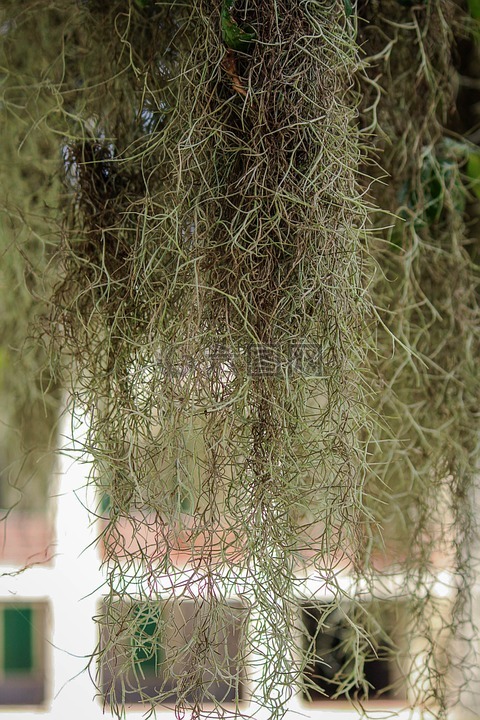 西班牙苔藓,挂着青苔,悬垂的苔藓