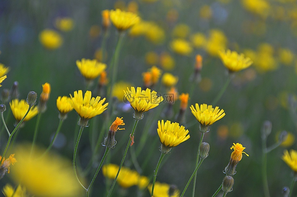 黄色,花卉,草甸