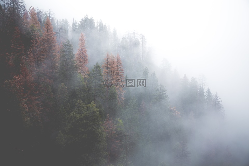 森林,朦胧,自然