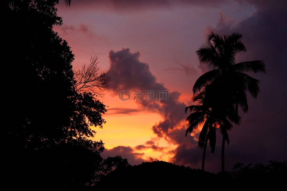 棕榈树,侧影,日落