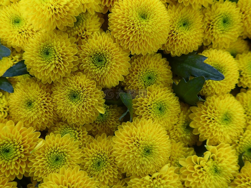 菊花,花,黄色