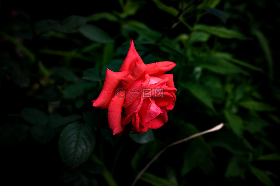 红色,花,玫瑰