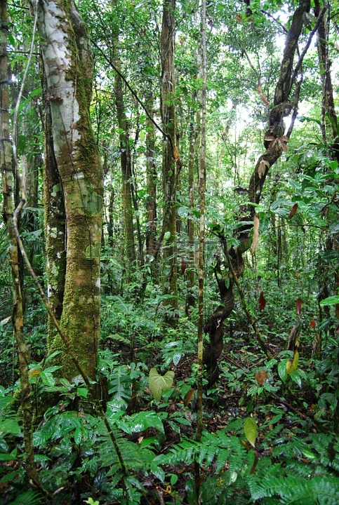 丛林,厄瓜多尔,性质