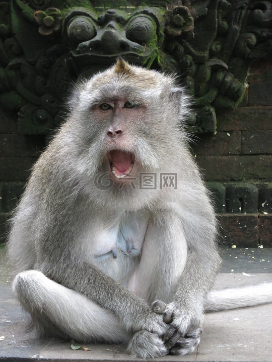 猴子,巴厘岛,面部表情