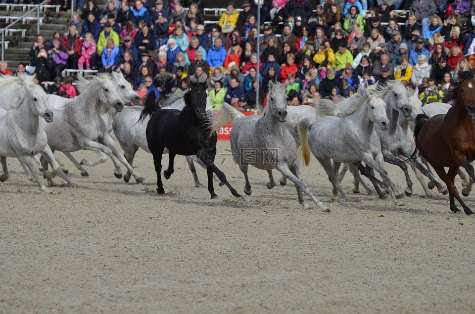 主要的和国家扣马尔巴赫,马游行在2017,银色的牛群