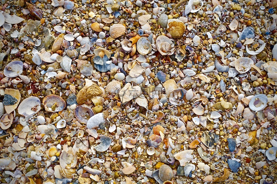贝壳,海滩,沙