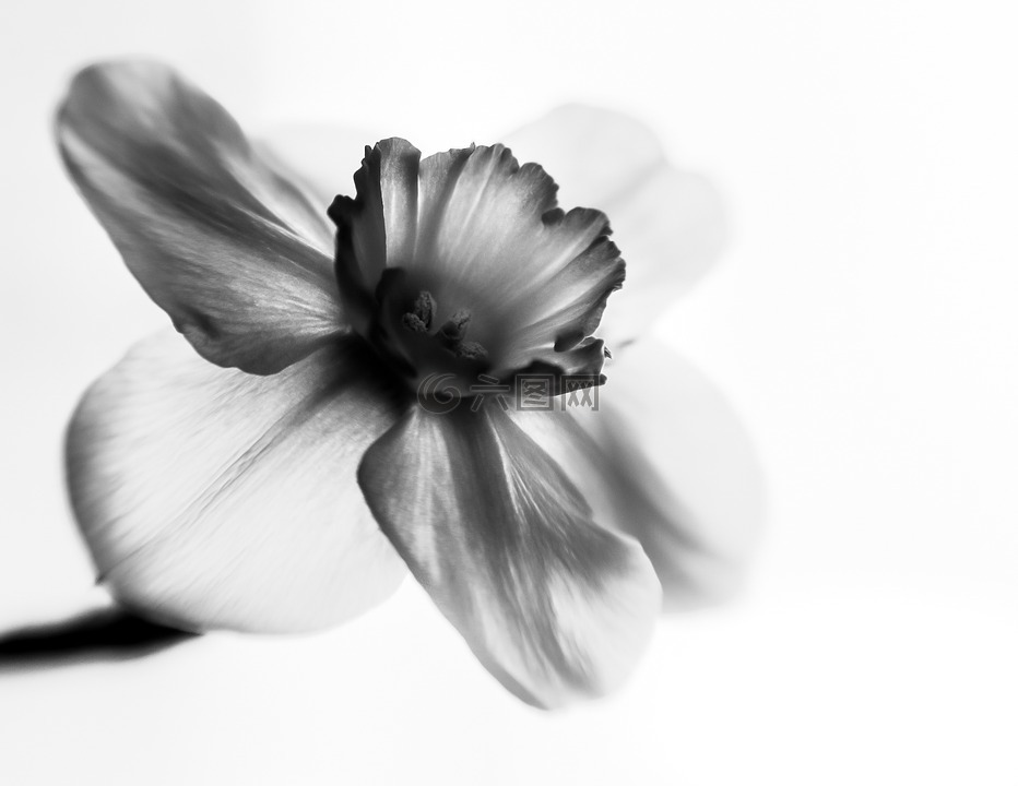 花卉,黑白色,对比