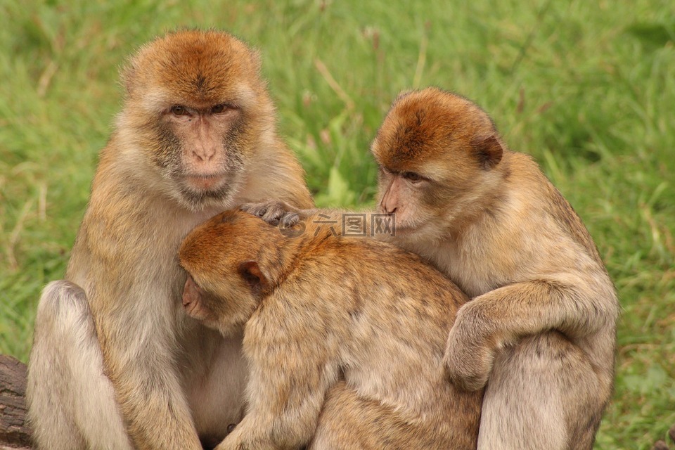 猴子 动物家族 甜高清图库素材免费下载 图片编号 六图网