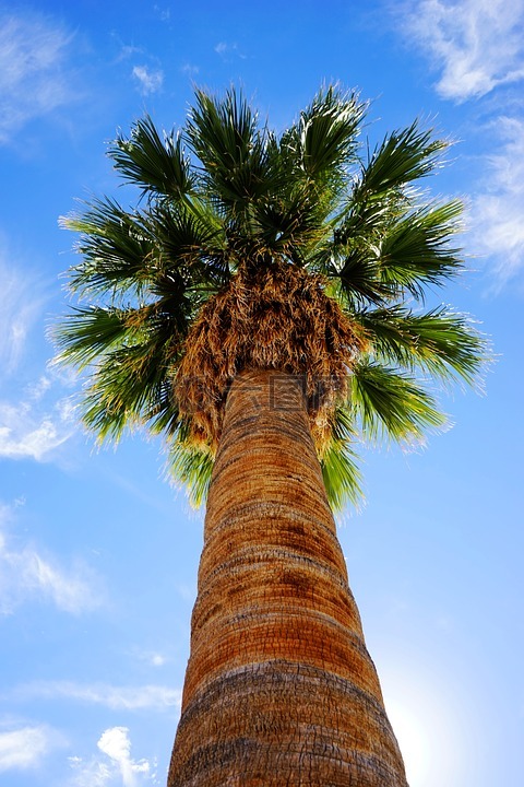 棕榈树,夏天,阳光
