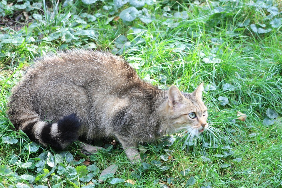 野貓,動物,哺乳動物