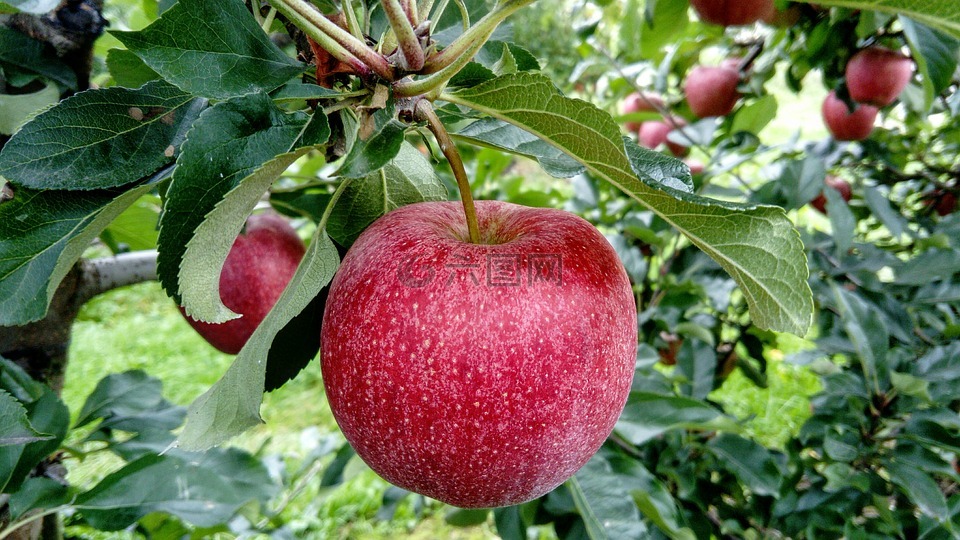 水果,苹果,果树栽培