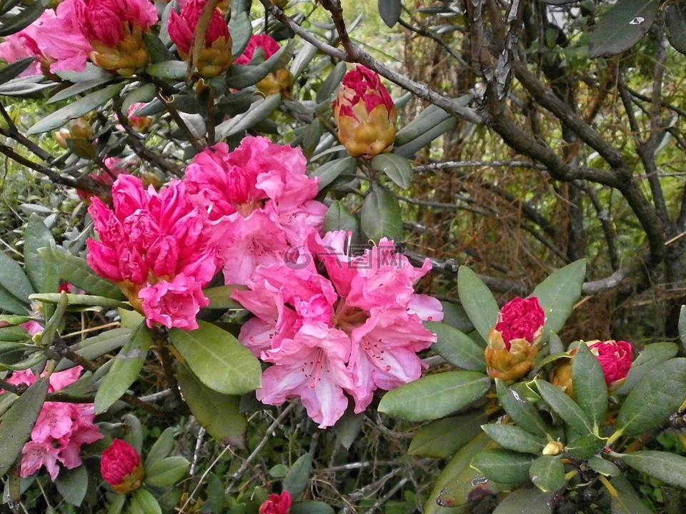 杜鹃,石南科,春天的花朵