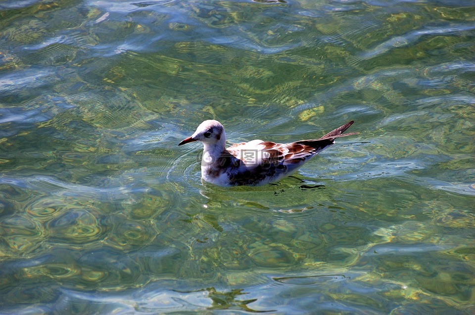 鸟,水,浮在水面上
