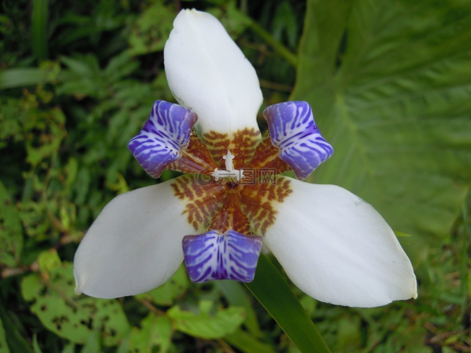 iris,鳶尾花,草花