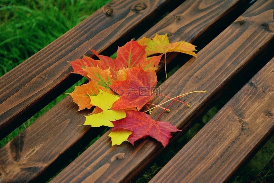 秋天的落叶,枫叶,秋天的颜色