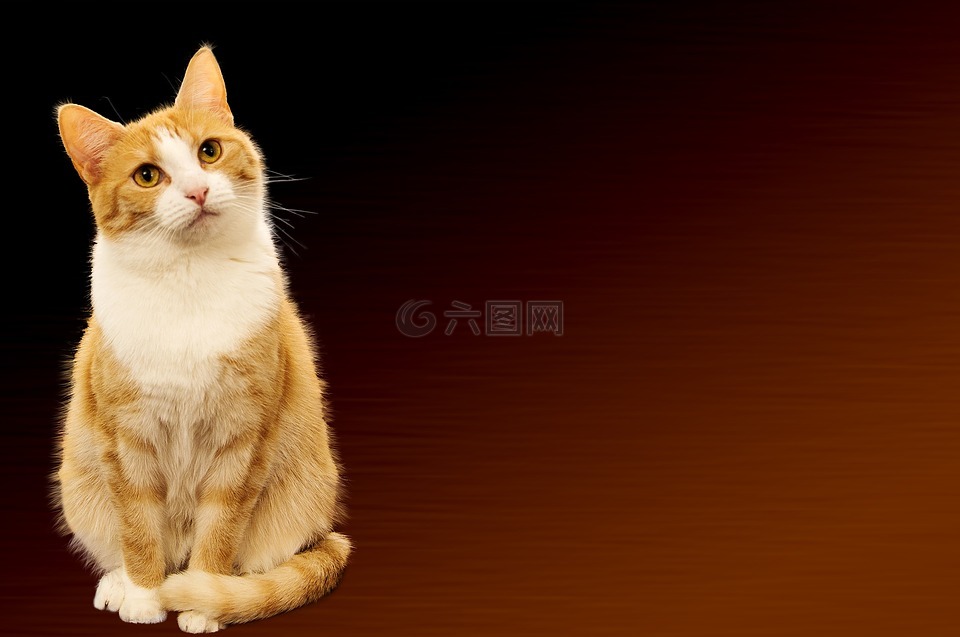 猫 背景图像 节日高清图库素材免费下载 图片编号 六图网